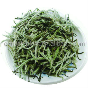 Samples Free White Tea Extract Tea Polyphenols 30%