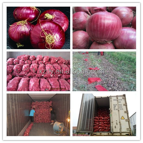 Fresh red onion grade A