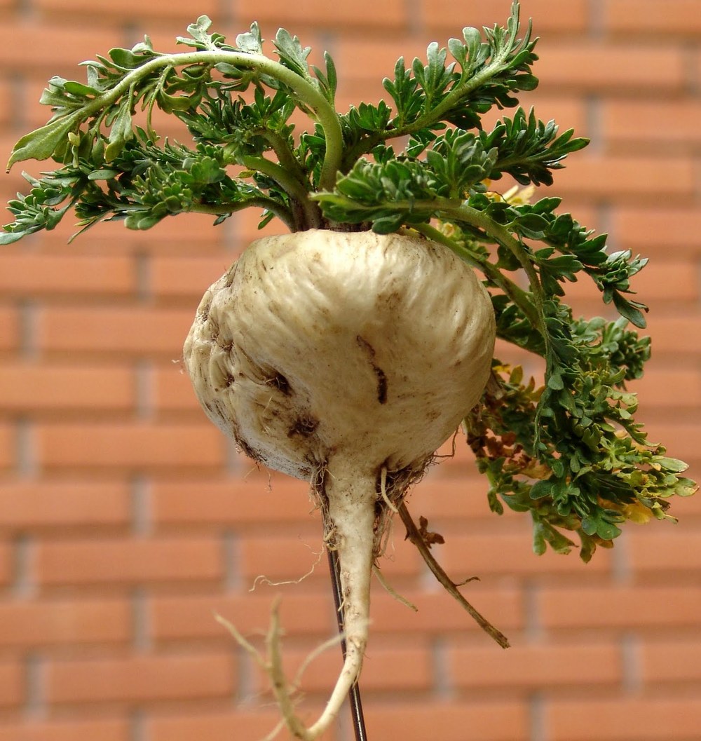 52USD origin peru quality Maca powder