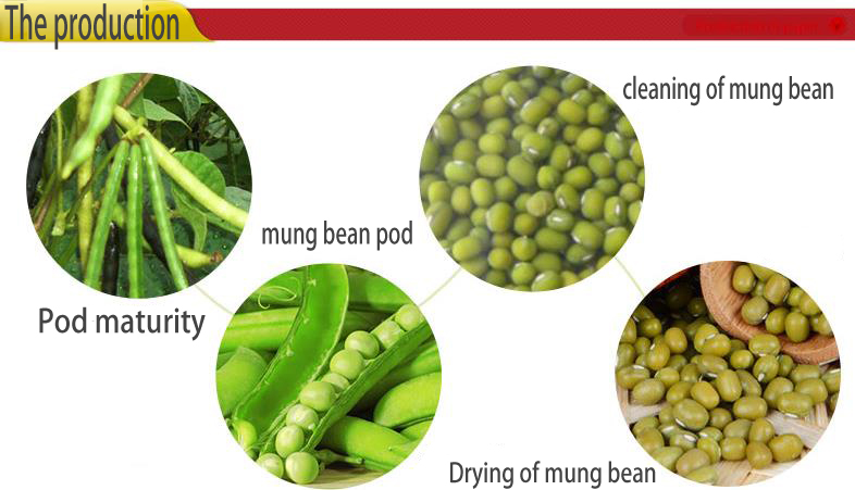 Dry high quality bulk green mung bean with a good price (Skype: live:wangqiudantt)