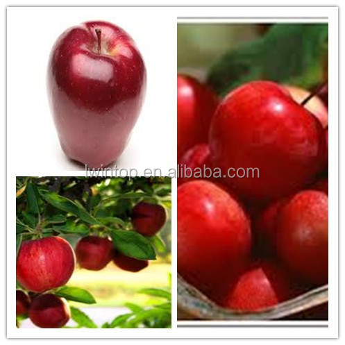 Red Fuji Apple 2014 New Crop Fuji Apple Delicious Fuji Apple