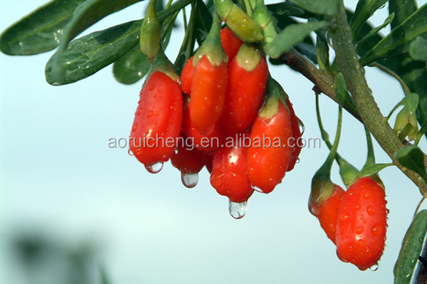 goji berry extract polysaccharides