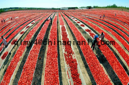 bulk tomato paste in drum