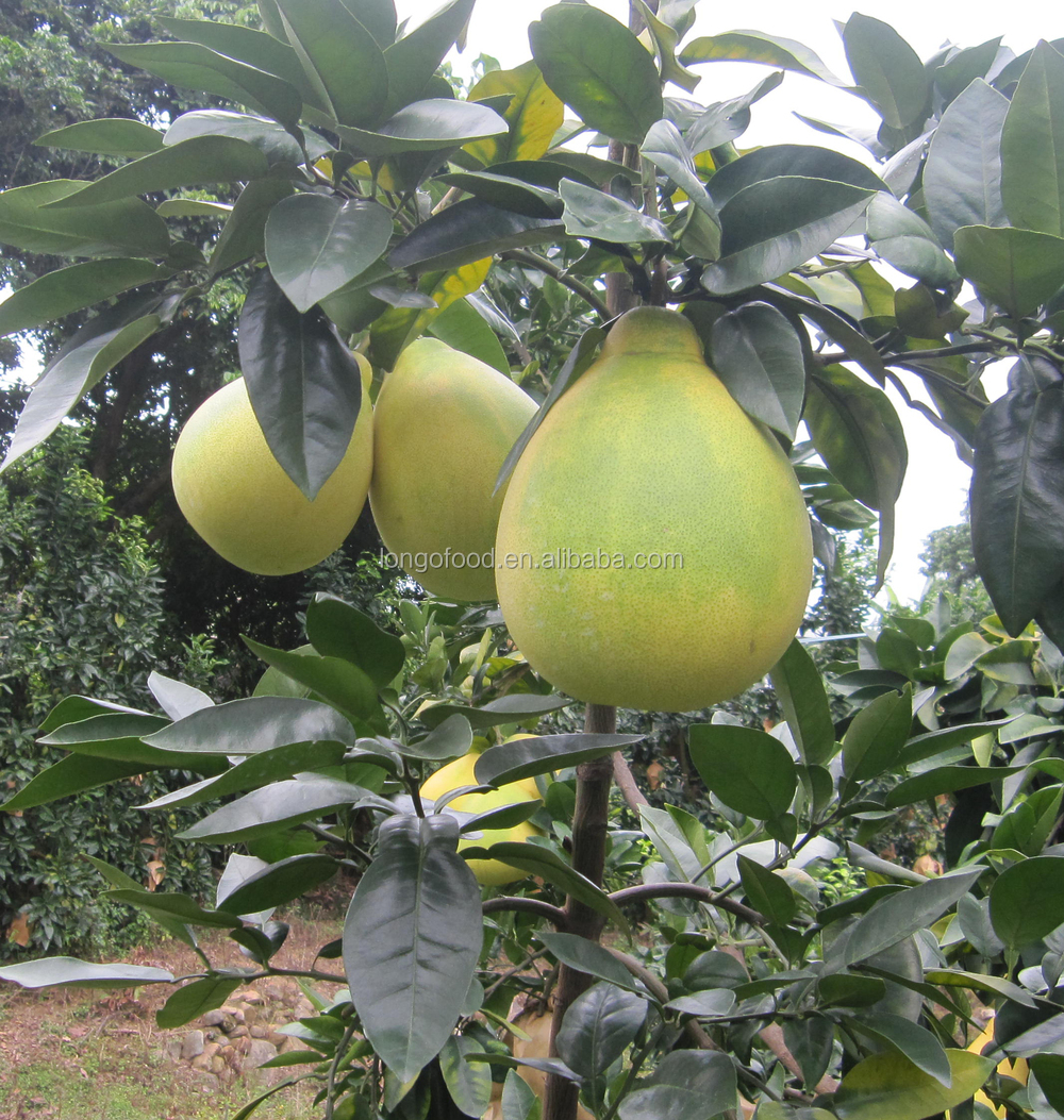 2014 fresh honey pomelo