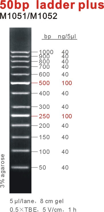 50bp ladder plus