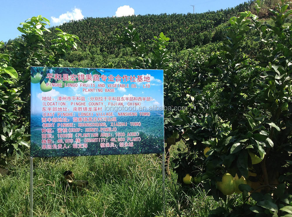 2014 fresh honey pomelo