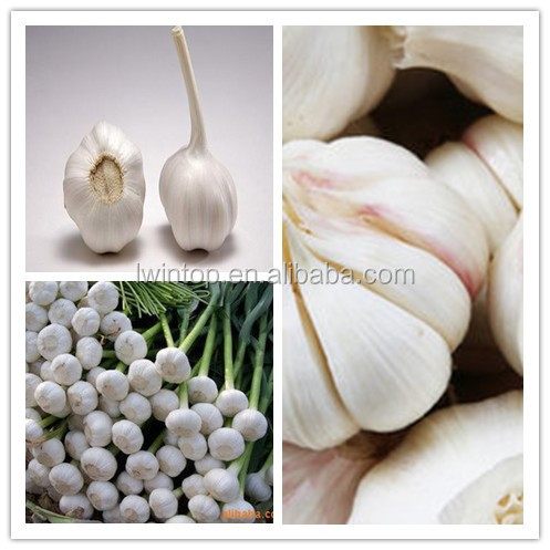 planter for garlic with give away accessories