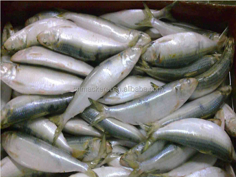 Factory Price Frozen Sardine Fish/Sardine Fish Scientific Name/Frozen Sardine For Bait