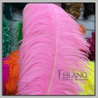 Feilang cheap cock tail feathers 35cm問屋・仕入れ・卸・卸売り