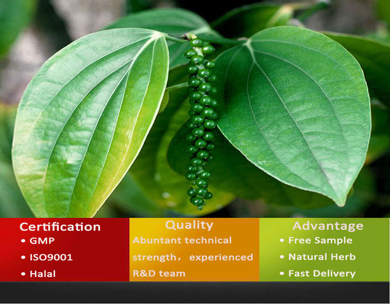 Extraction Piperine Black Pepper/Bulk Piperine Extract 98%/Piperine