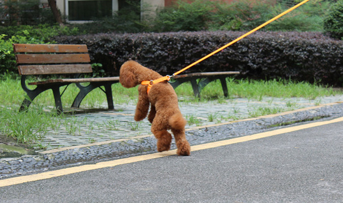 卸売ledペット綱スマート格納式犬の綱の犬の綱が主導問屋・仕入れ・卸・卸売り