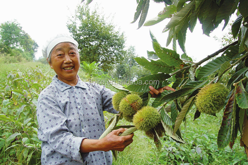 Raw Chestnut chestnut kernel 2014 new crop