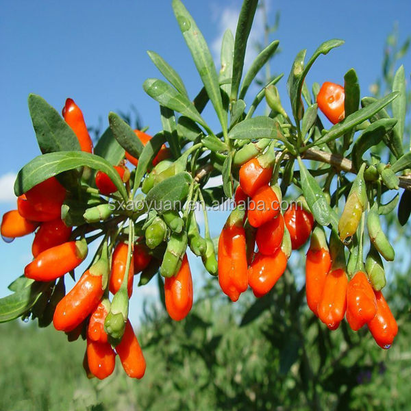 wolfberry extract/Goji berry extract/wolfberry powder
