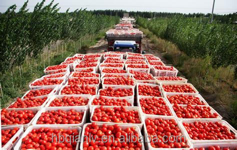 tomato paste plant