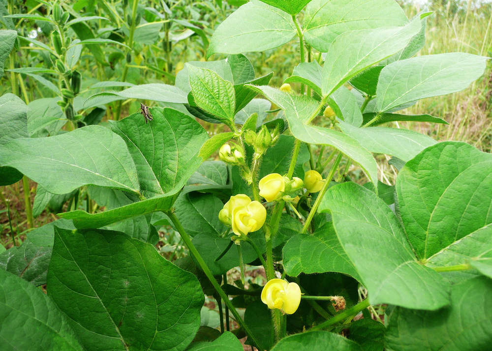 Mung bean