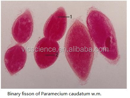 paramecium caudatum fission
