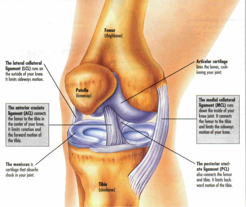ネオプレンの膝ブレース整形外科非変形性関節症仕入れ・メーカー・工場