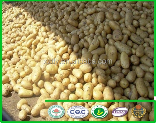 2014 New Fresh potatoes exporters