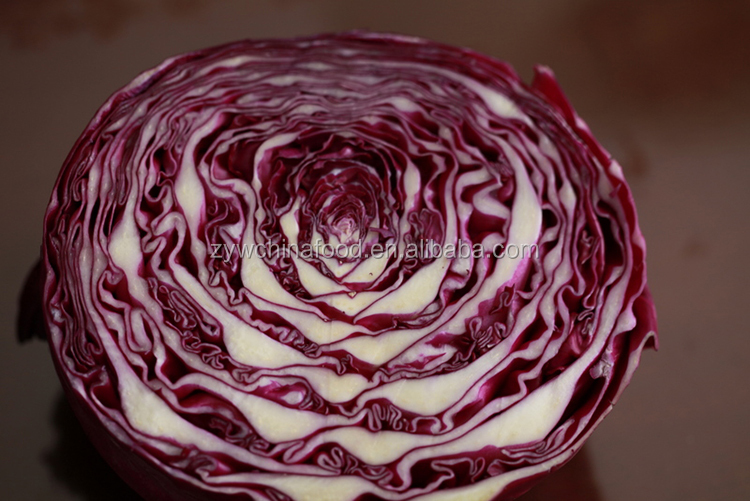 New Crop Chinese Cabbage Fresh Organic Cabbage - Good Supplier