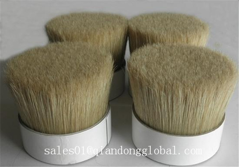 bristle 1