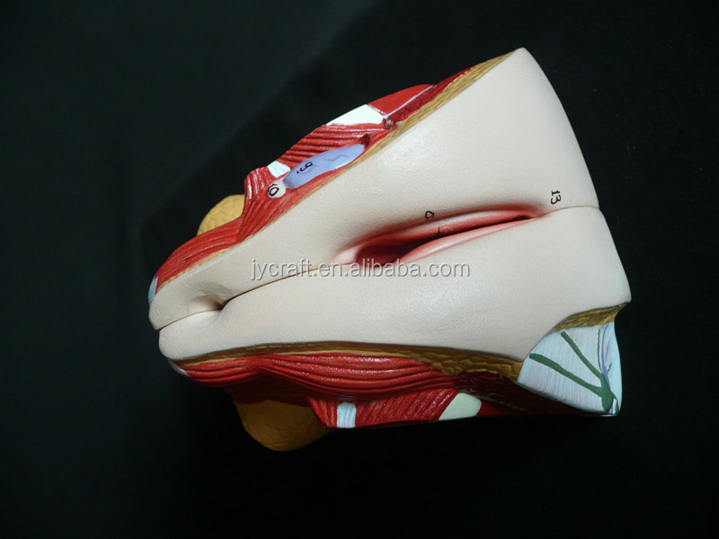 Anatomical Female Genital Organ Model Buy Female Genital Model