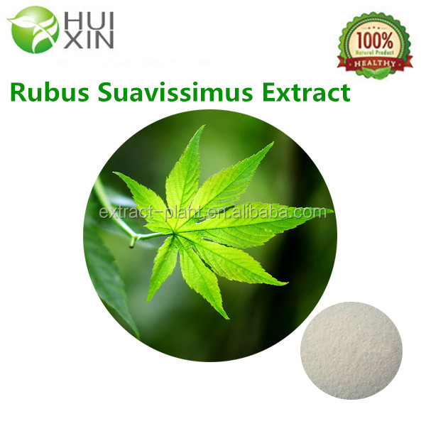 Free Samples Sweet tea extract 20%-80% Rubbusoside