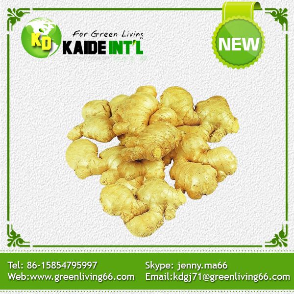 Fresh Ginger Picked From Farm