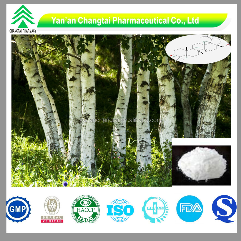 bv certificated gmp factory supply white birch bark extract