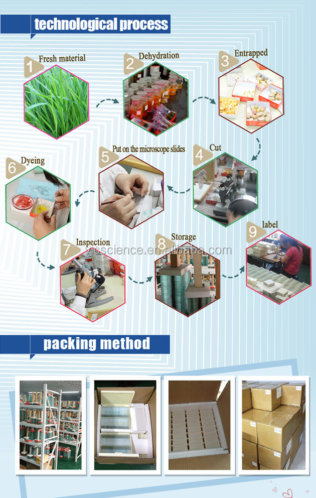 Animal Histology Prepared Slides.jpg