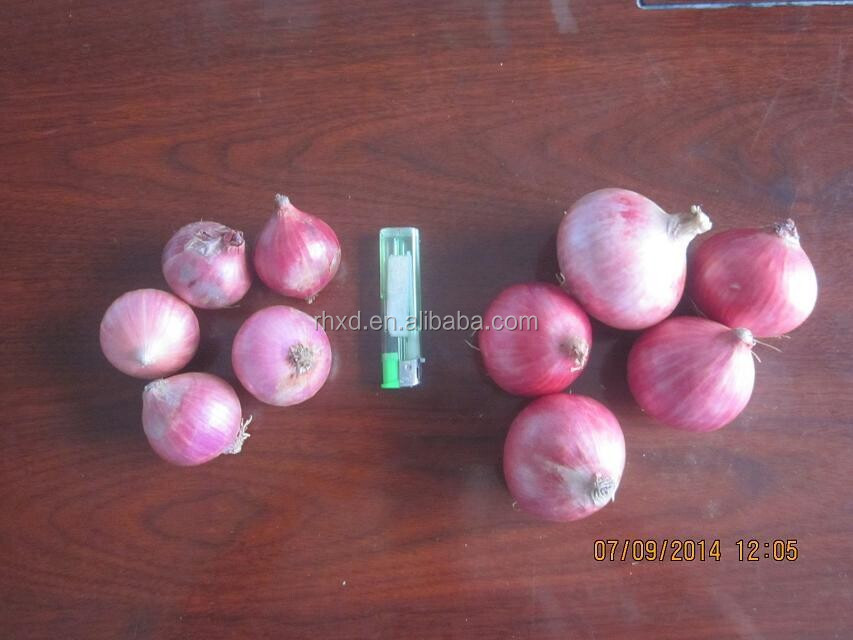 2014 new crop red onion