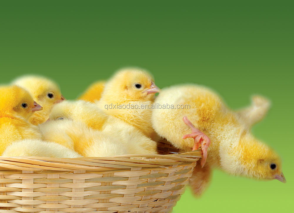  Egg Incubator For Sale,Different Kinds Eggs Incubator,Egg Hatching