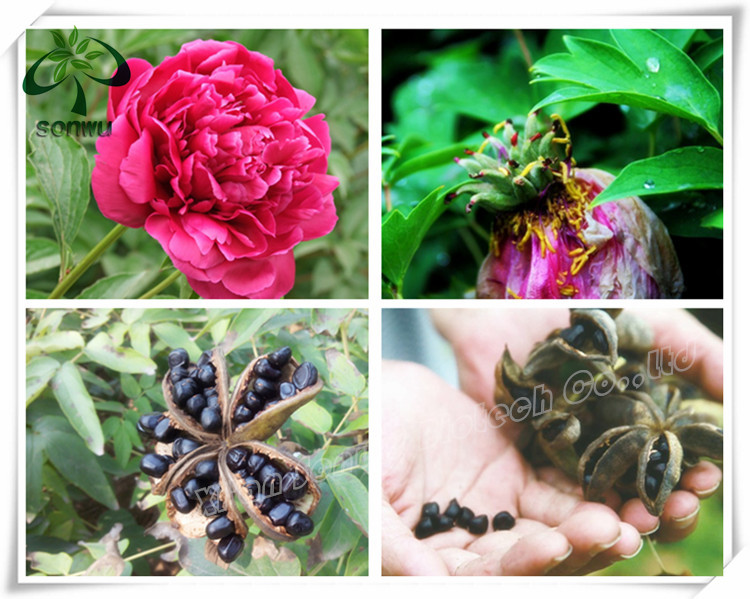 Peony Seed Extract Peony Seed Oil Buy Peony Seed Oil,Peony Seed Extract,Peony Seed Extract