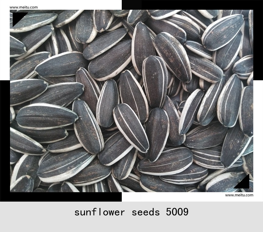 2015 New Crop Sunflower Seeds Sunflower Seed Market Price Buy