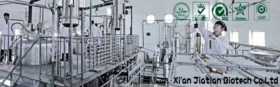 High quality Sweet Tea Extract / 20%~70% Rubusoside