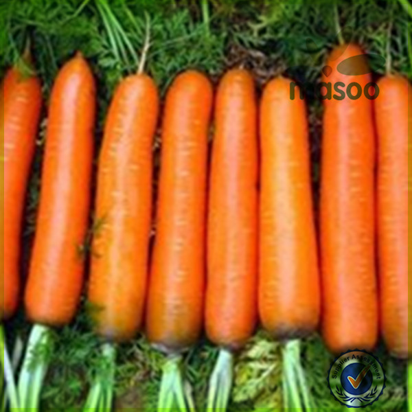 2014 Crop Chinese High Quality Fresh Carrot with Low Price / black carrot / plush rabbit with carrot
