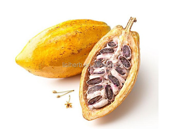 ISO Certificated factory supply top quality cocoa extract