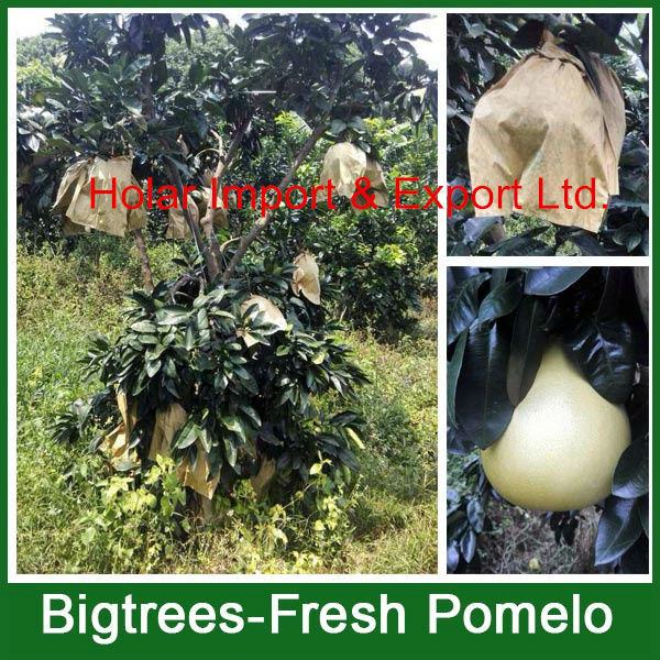 2014 fresh fruit, fresh honey pomelo for sale
