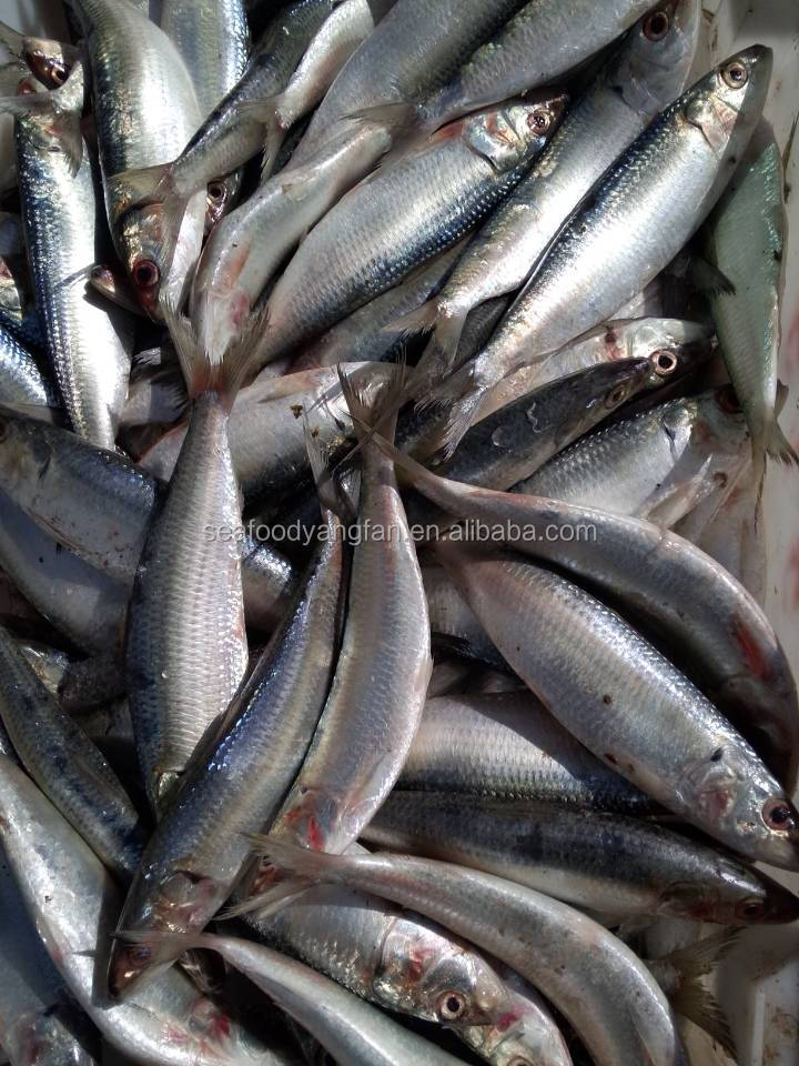 Frozen small size Sardine for can