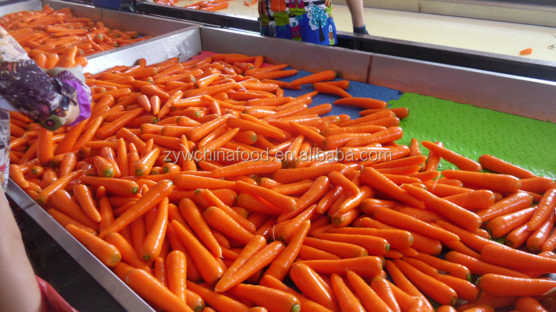 Delicious Fresh Carrot New Carrot Carton Packing