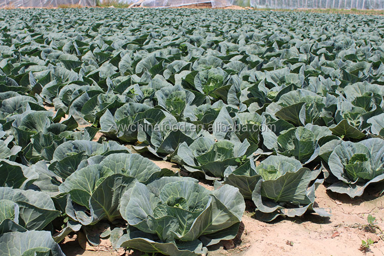 2014 Fresh Cabbage / Green Cabbage With High Quality Enjoying High Reputation