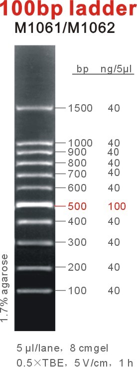100bp ladder