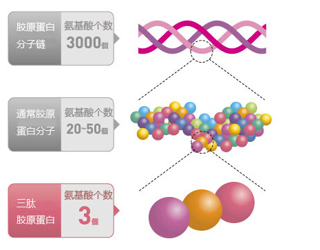 Supply 100% Pure and Natural collagen tripeptide(CTP) with competitive Prce from China
