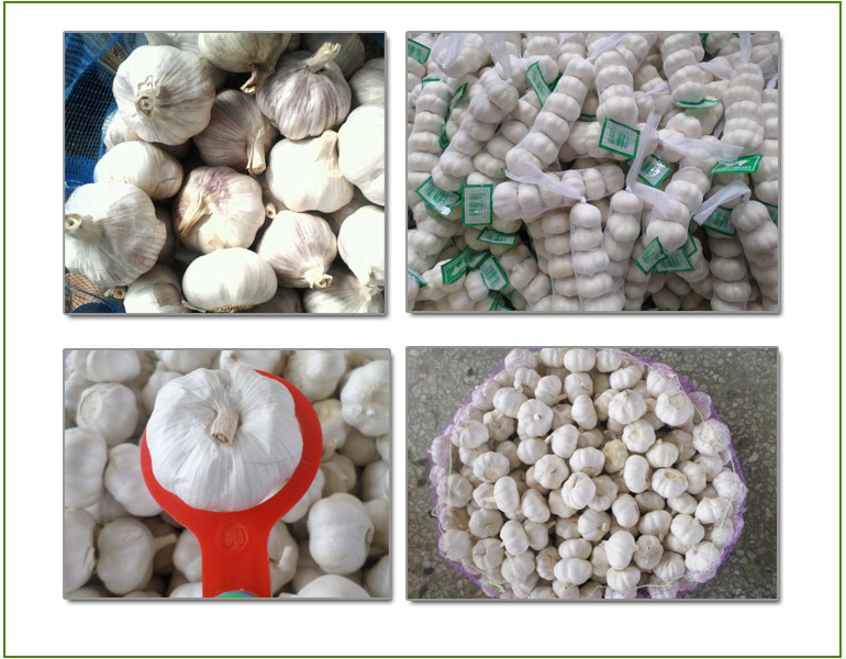 Cold Storage Bulk Garlic (Low Price)