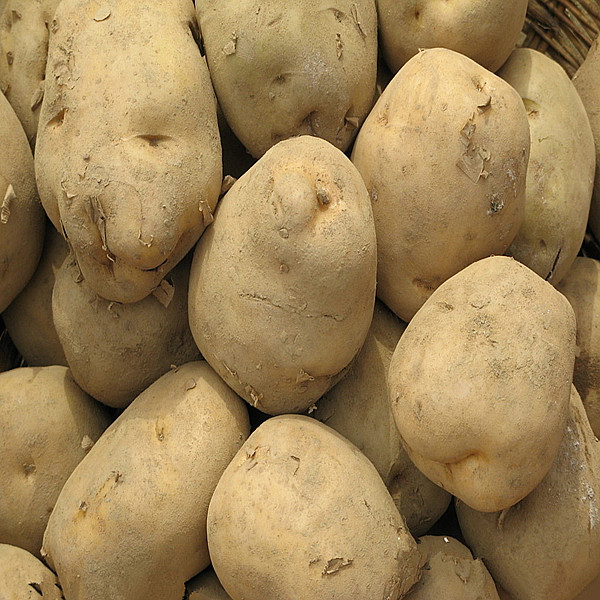 2014 Excellence Quality And Good Price Fresh Potatoes