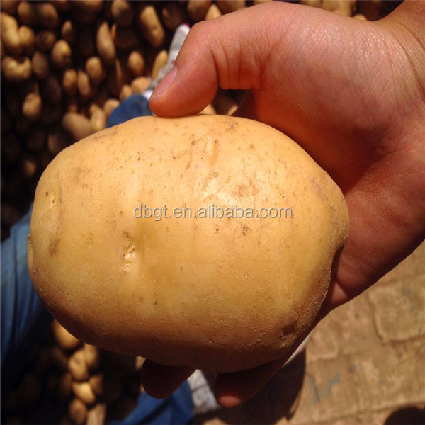 table potato for export/small potato at competitive price