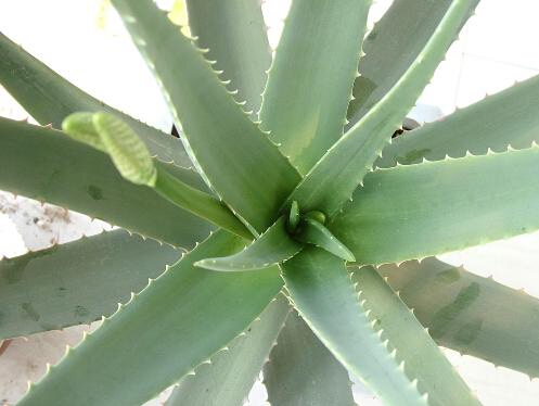 Aloe vera extract Barbaloin antiflammatory