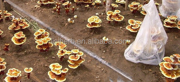 2014 new batch factry supply reishi mushroom extract, reishi extract, reishi