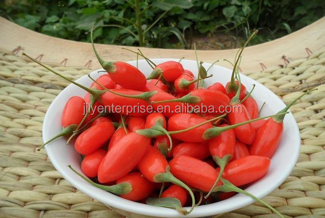 EU hot sell China wolfberry/goji berry/dried goji berry