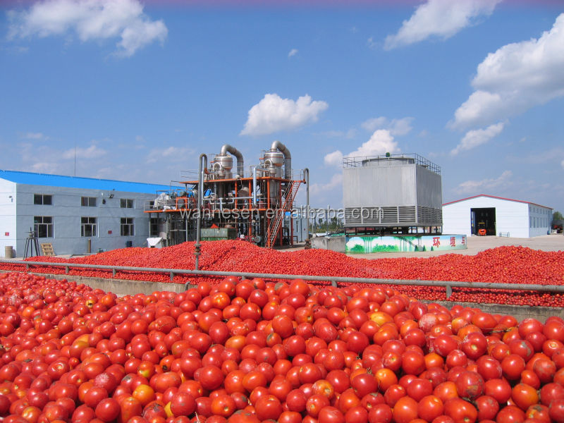 Low Price Wholesale tomato paste processing plant