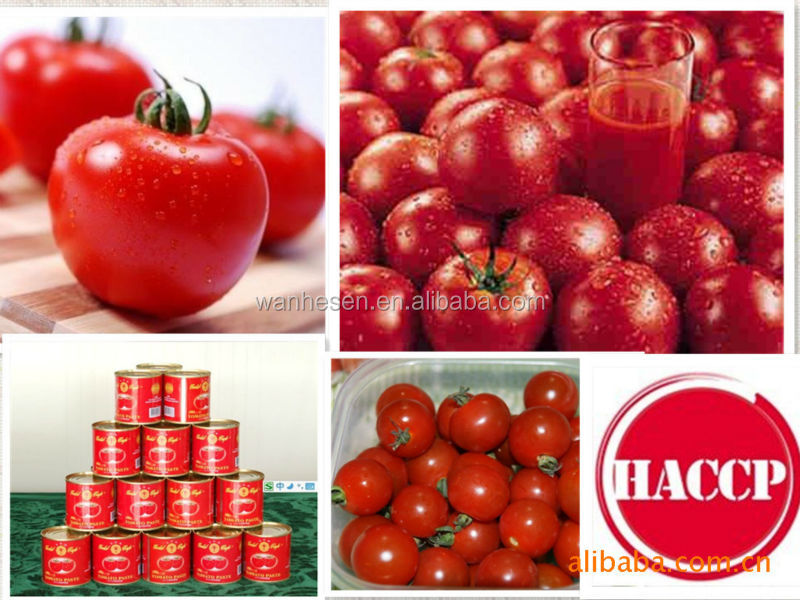 Best taste tomato ketchup concentrated in glass bottle 500gX12bottles